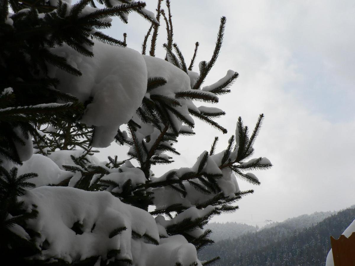 Hotel FLORA ALPINA Azuga Kültér fotó